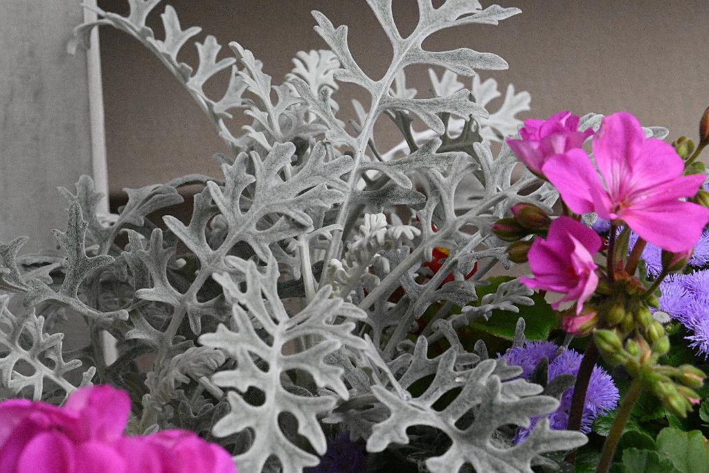 2025-06098863 Pointe Rok Neighborhood, MA.JPG - Dusty Miller. Pointe Rok Neighborhood, MA, 6-9-2025